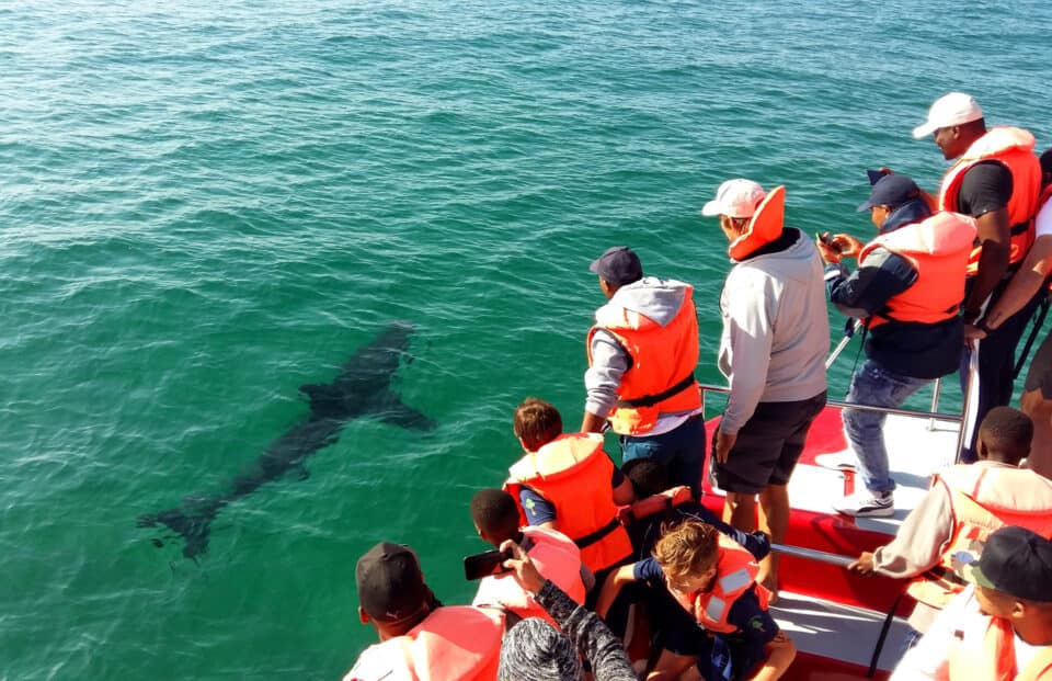 spectators on a boat whale and dolphin watching