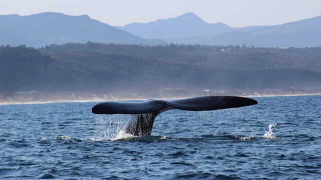 whale's tale visible above water in plettenberg bay
