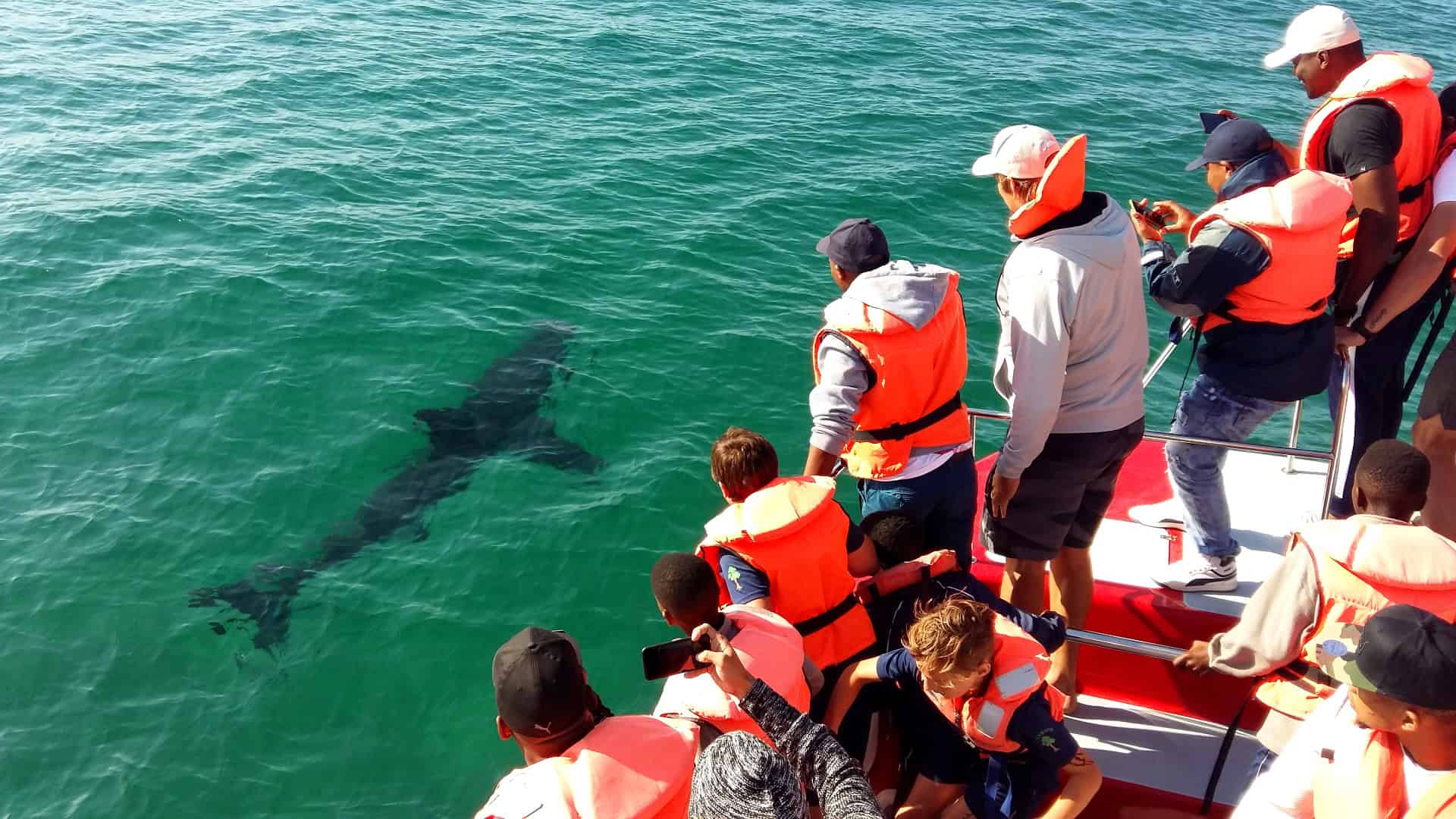 people on a boat viewing ocean creatures below them