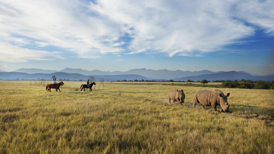 two tourists oberving two rhinos during a safari