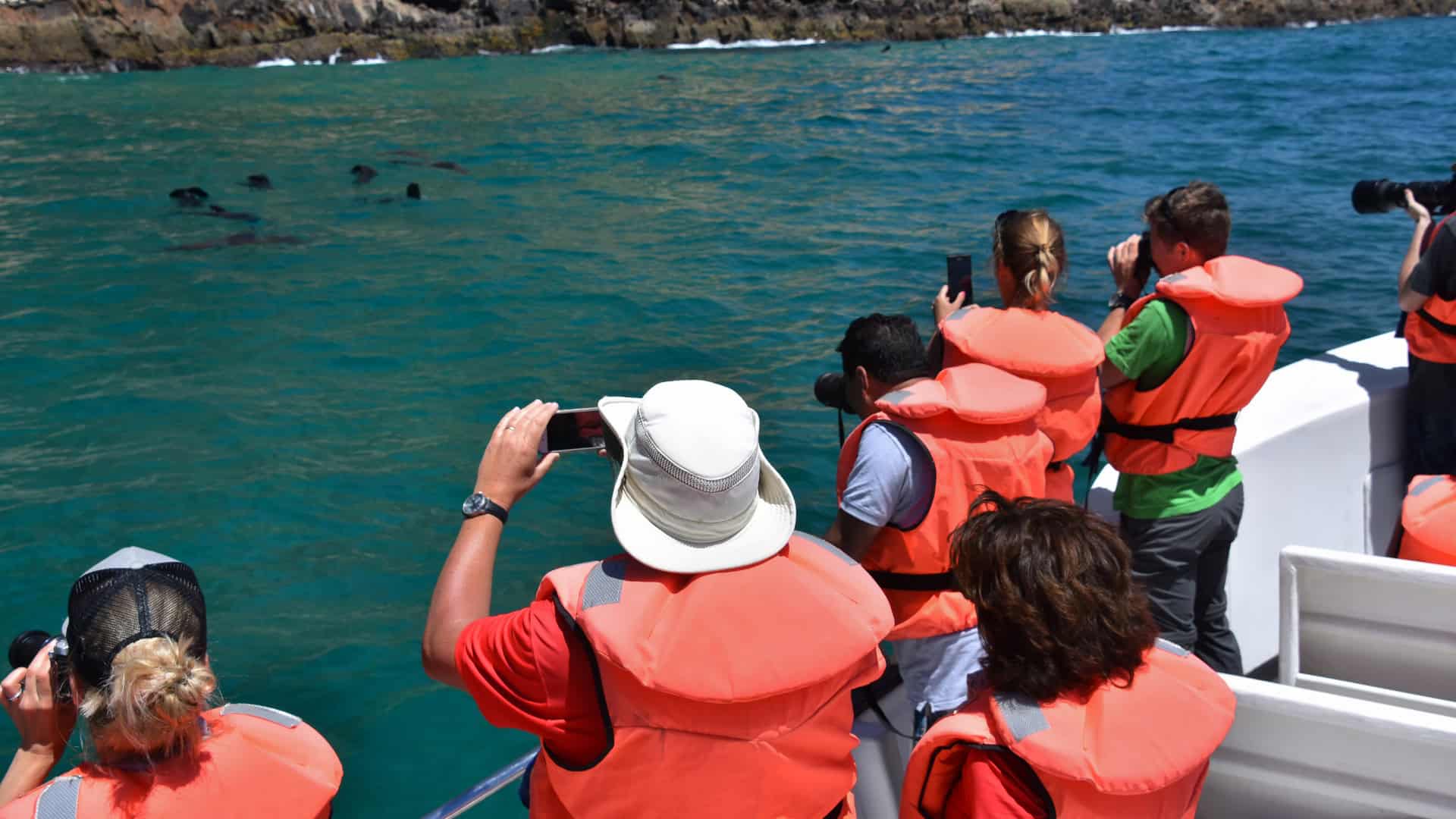 group of tourist on a boat looking at whales and sea creatures in plettenberg bay
